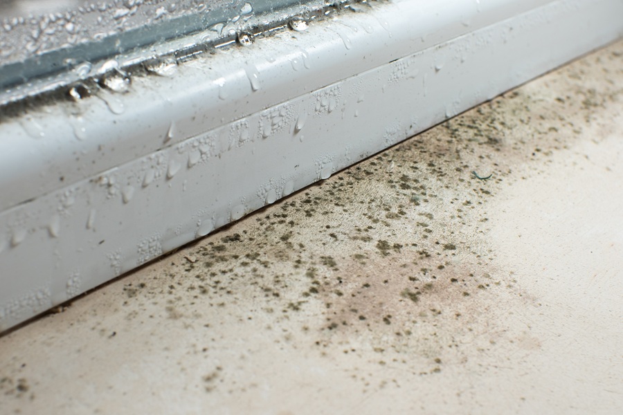 How To Reduce Damp and Mould In Your Home (and Why it’s Important)