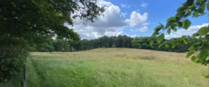 A forest and a field where trees will be planted on behalf of Next Energy.